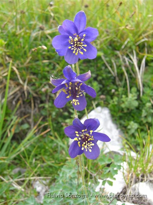 Aquilegia di Einsele.jpg - Aquilegia di Einsele